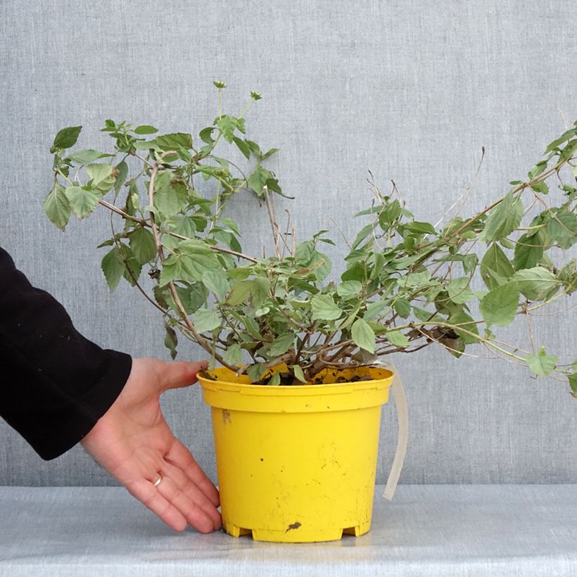 Spécimen de Lantana Chapel Hill Yellow Pot de 2L/3L tel que livré en hiver