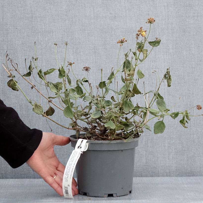 Spécimen de Lantana Sunny Side Up Pot de 2L/3L tel que livré en hiver