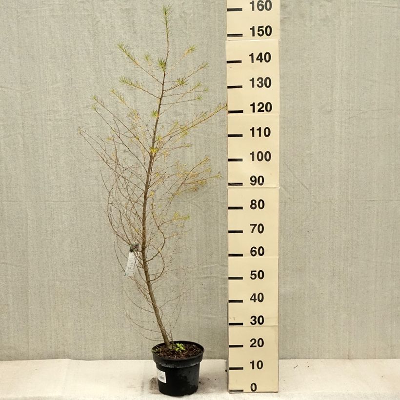 Spécimen de Larix decidua - Mélèze d'Europe Pot de 4L/5L tel que livré en automne