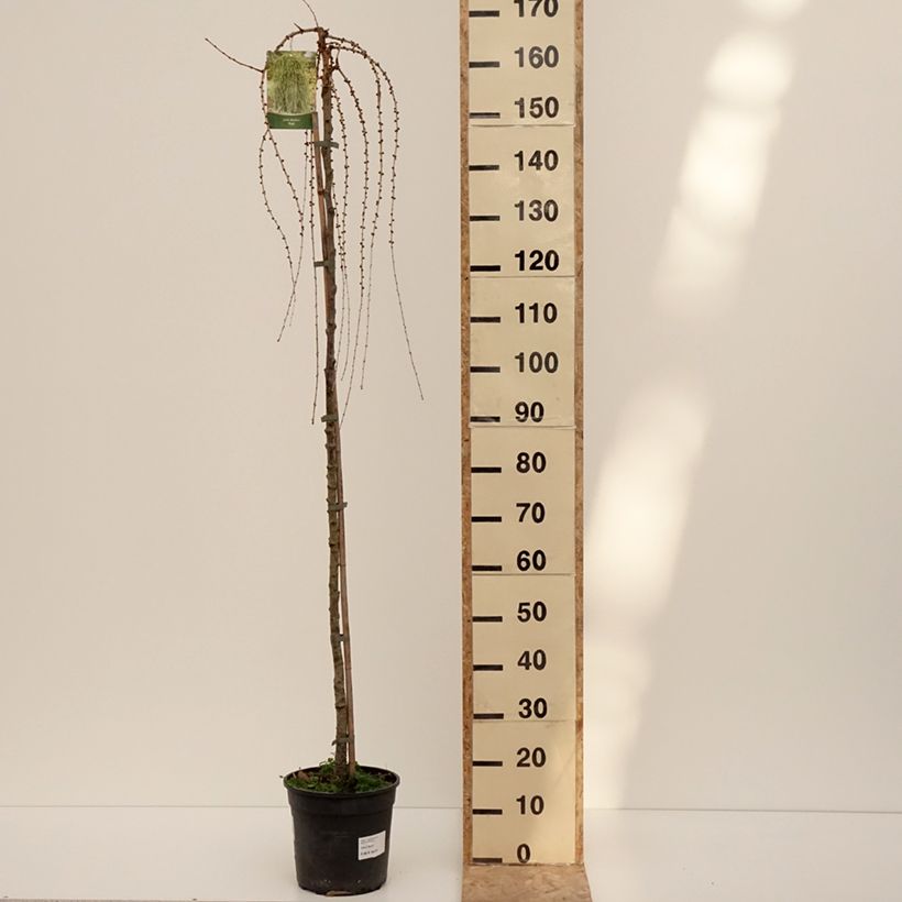 Spécimen de Larix decidua Puli - Mélèze d'Europe pleureur Pot de 4L/5L, Tige de 130 cm tel que livré en hiver