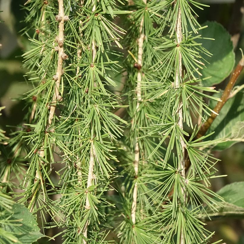 Larix decidua Puli - Mélèze d'Europe pleureur (Feuillage)