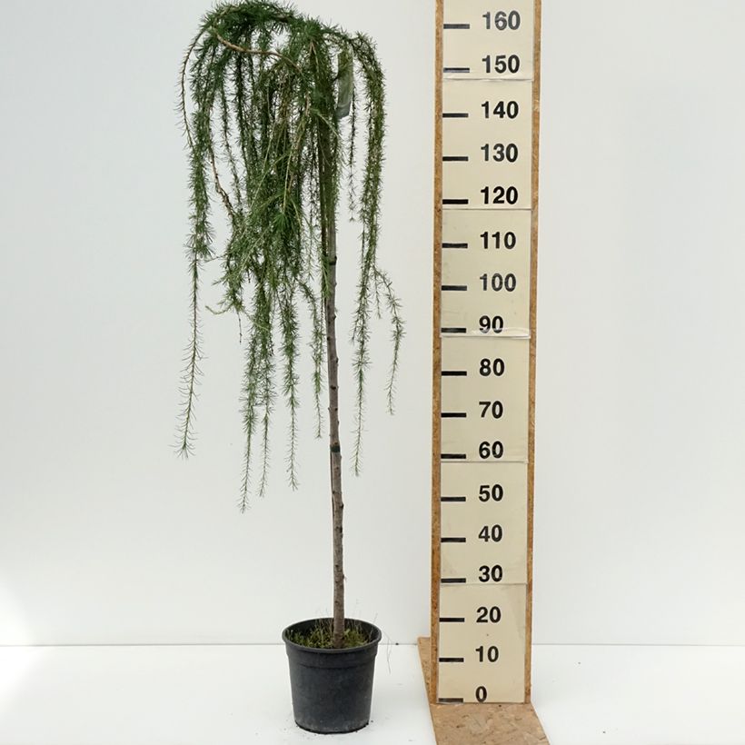 Spécimen de Larix decidua Puli - Mélèze d'Europe pleureur Pot de 4L/5L, Tige de 130 cm tel que livré en été