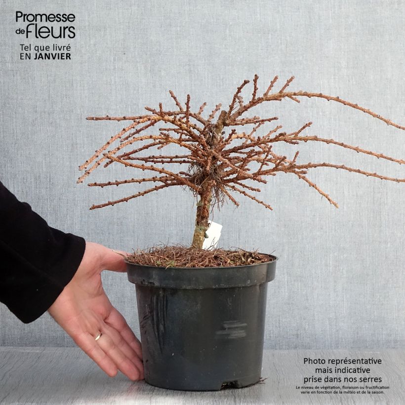 Spécimen de Larix kaempferi Blue Dwarf - Mélèze du Japon nain                       Pot de 2L/3L tel que livré en hiver
