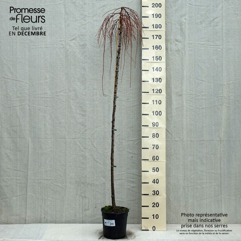 Spécimen de Larix kaempferi Stiff Weeping - Mélèze du Japon Stiff Weeping Pot de 6L/7L, Tige de 120 cm tel que livré en hiver