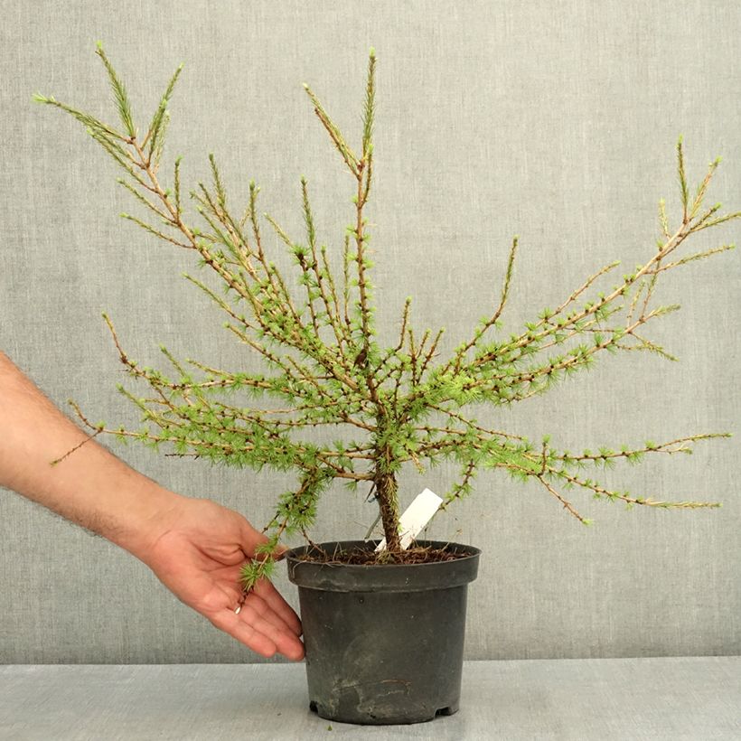 Spécimen de Larix laricina Arethusa Bog - Mélèze d'Amérique demi-nain                      Pot de 2L/3L tel que livré en été