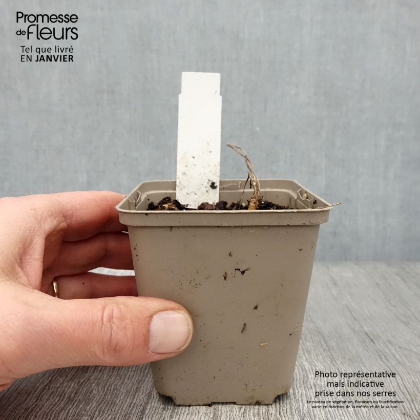 Spécimen de Laserpitium siler - Sermontain Godet de 8/9 cm tel que livré en hiver