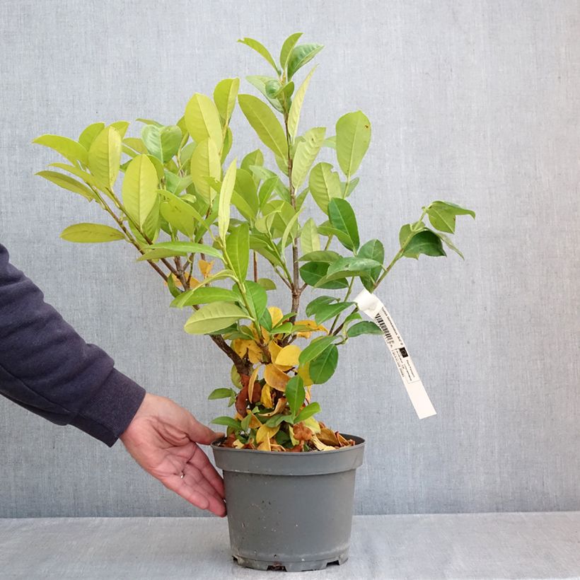 Spécimen de Laurier cerise - Prunus laurocerasus Ani Pot de 3L/4L tel que livré en automne