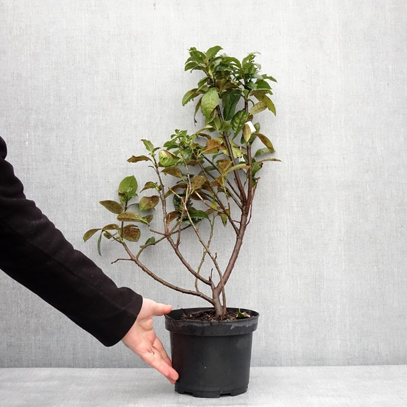 Spécimen de Laurier cerise - Prunus laurocerasus Ani Pot de 3L/4L tel que livré en hiver