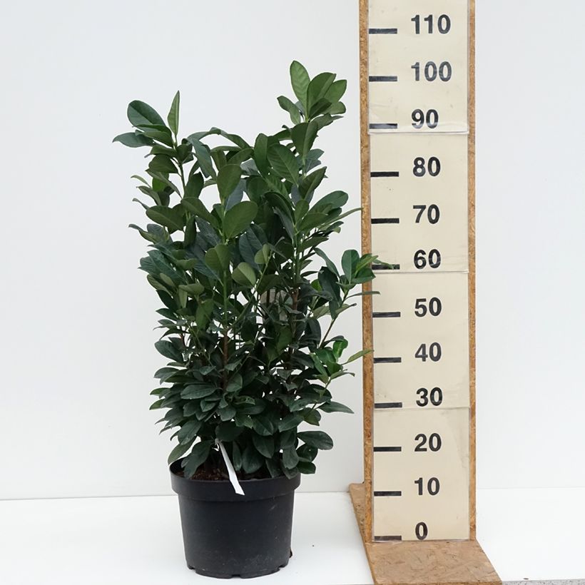 Spécimen de Laurier cerise - Prunus laurocerasus Bonaparte Pot de 7,5L/10L tel que livré en automne
