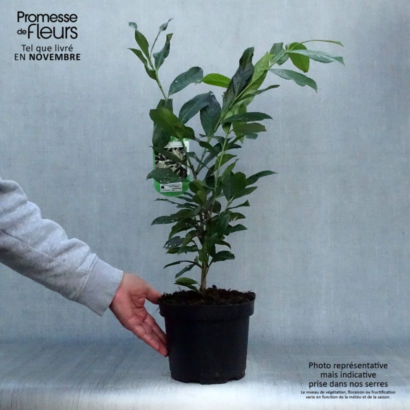 Spécimen de Laurier cerise -  Prunus laurocerasus Caucasica - Laurier Palme - Laurier du Caucase Pot de 3L/4L tel que livré en automne