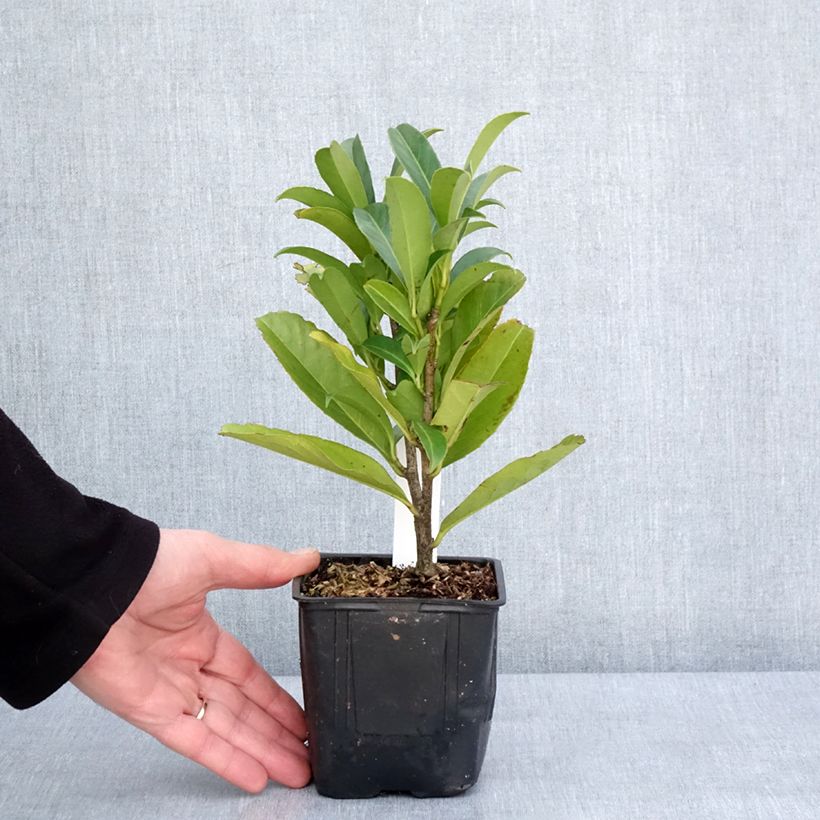 Spécimen de Laurier cerise -  Prunus laurocerasus Caucasica - Laurier Palme - Laurier du Caucase Godet de 8/9 cm tel que livré en hiver