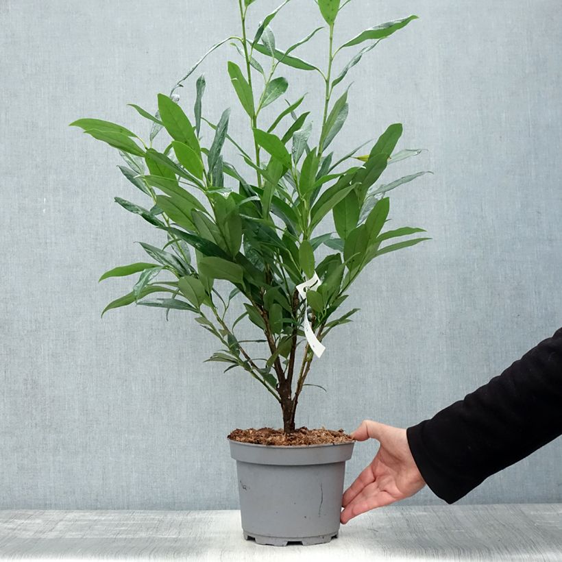Spécimen de Laurier cerise - Prunus laurocerasus Elly Pot de 3L/4L tel que livré en automne