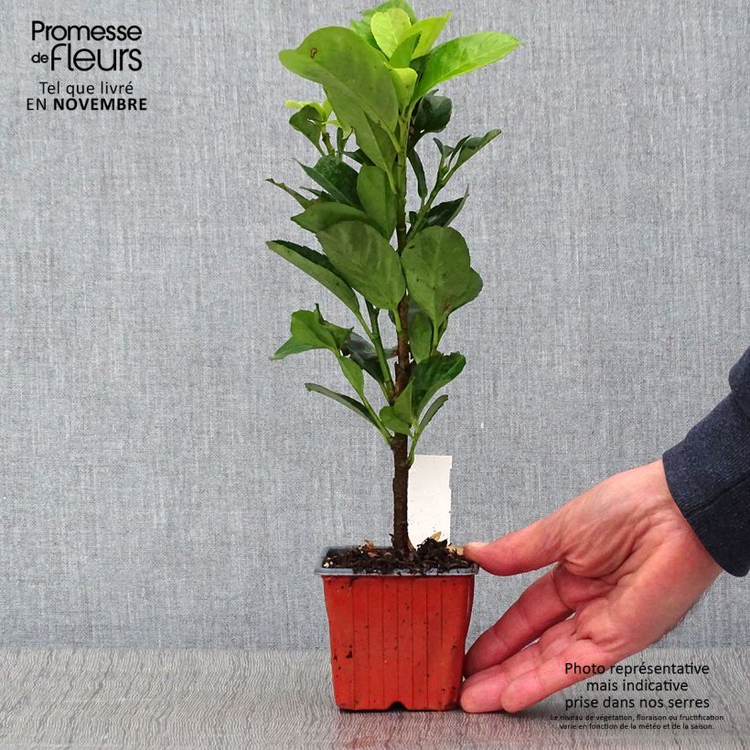 Spécimen de Laurier cerise - Prunus laurocerasus Etna Godet de 8/9 cm tel que livré en automne