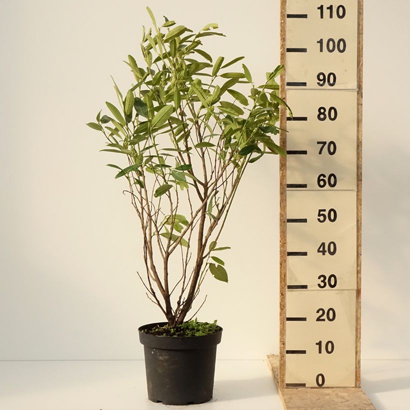 Spécimen de Laurier cerise - Prunus laurocerasus Herbergii Pot de 7,5L/10L tel que livré en hiver