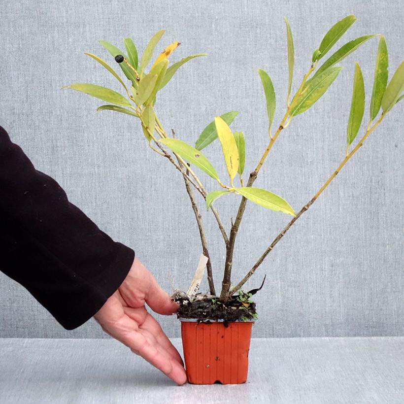 Spécimen de Laurier cerise - Prunus laurocerasus Herbergii Godet de 8/9 cm tel que livré en automne