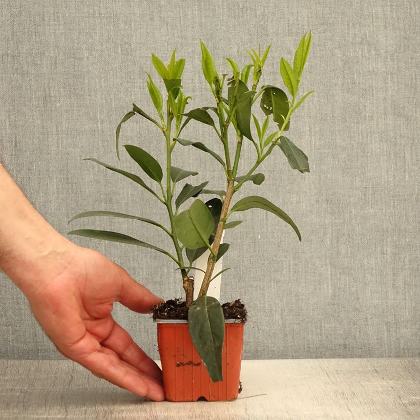 Spécimen de Laurier cerise - Prunus laurocerasus Herbergii Godet de 8/9 cm tel que livré au printemps