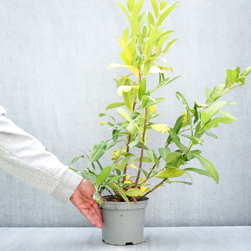 Spécimen de Laurier cerise - Prunus laurocerasus Herbergii Pot de 3L/4L tel que livré en automne