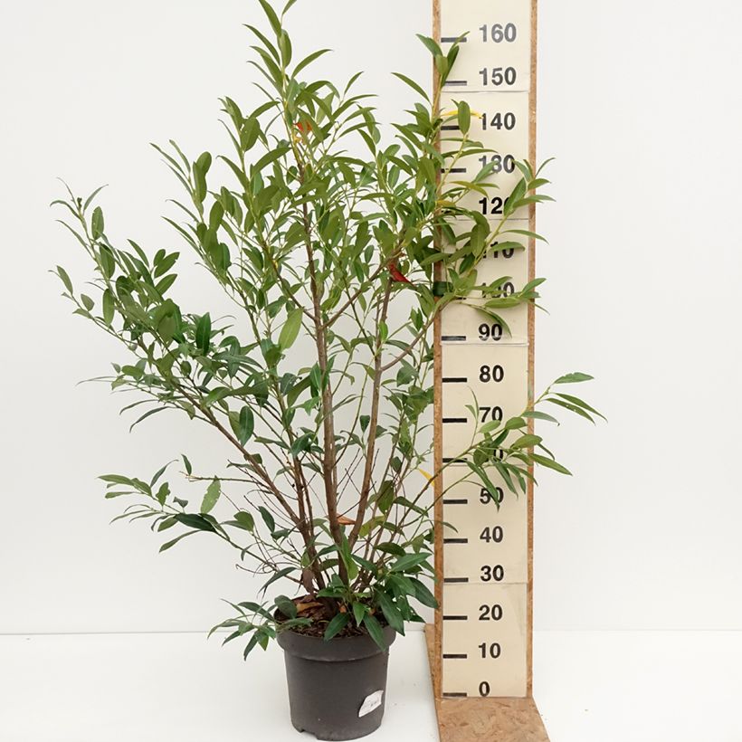 Spécimen de Laurier cerise - Prunus laurocerasus Herbergii Pot de 7,5L/10L tel que livré en automne