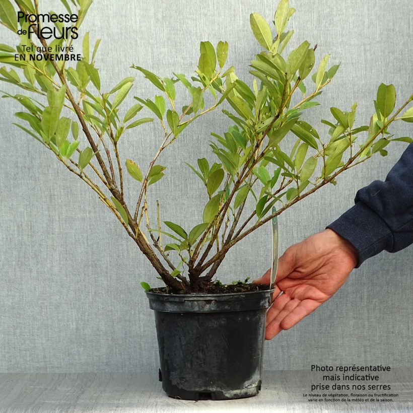 Spécimen de Laurier Cerise - Prunus laurocerasus Mano Pot de 2L/3L tel que livré en automne