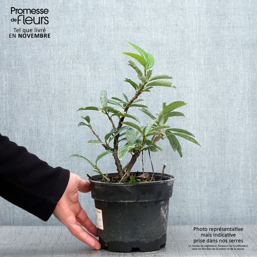 Spécimen de Laurier-Cerise - Prunus laurocerasus Mount Vernon Pot de 2L/3L tel que livré en automne