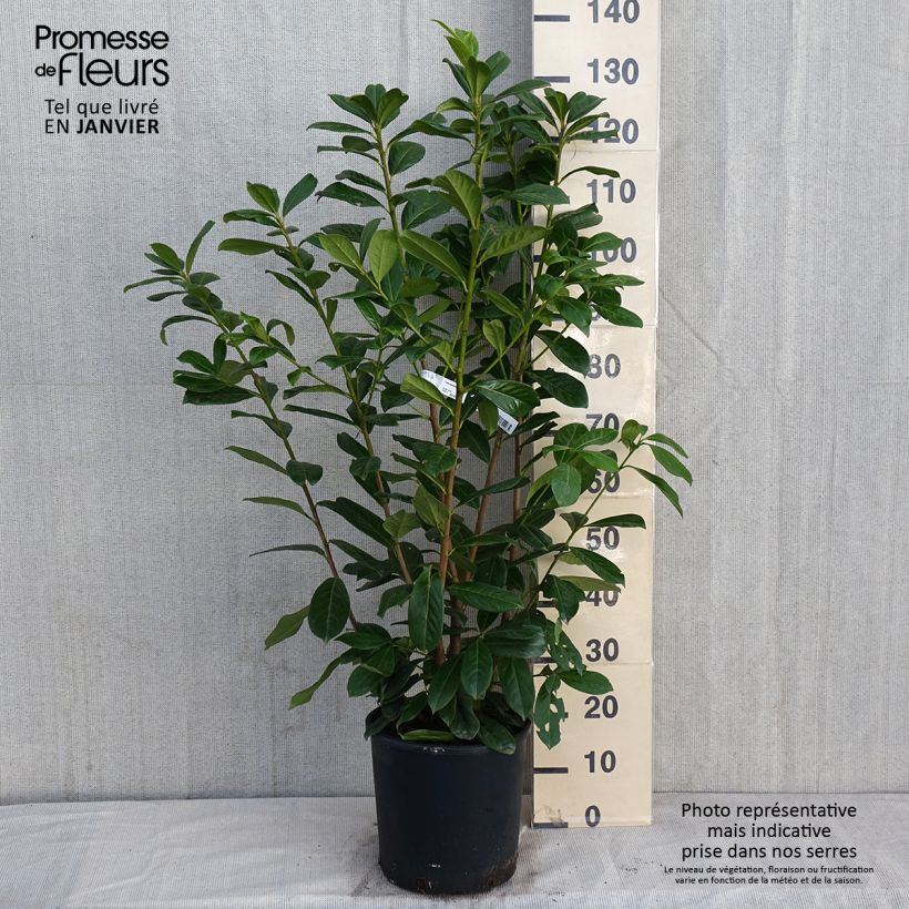 Spécimen de Laurier cerise - Prunus laurocerasus Novita Pot de 7,5L/10L tel que livré en hiver