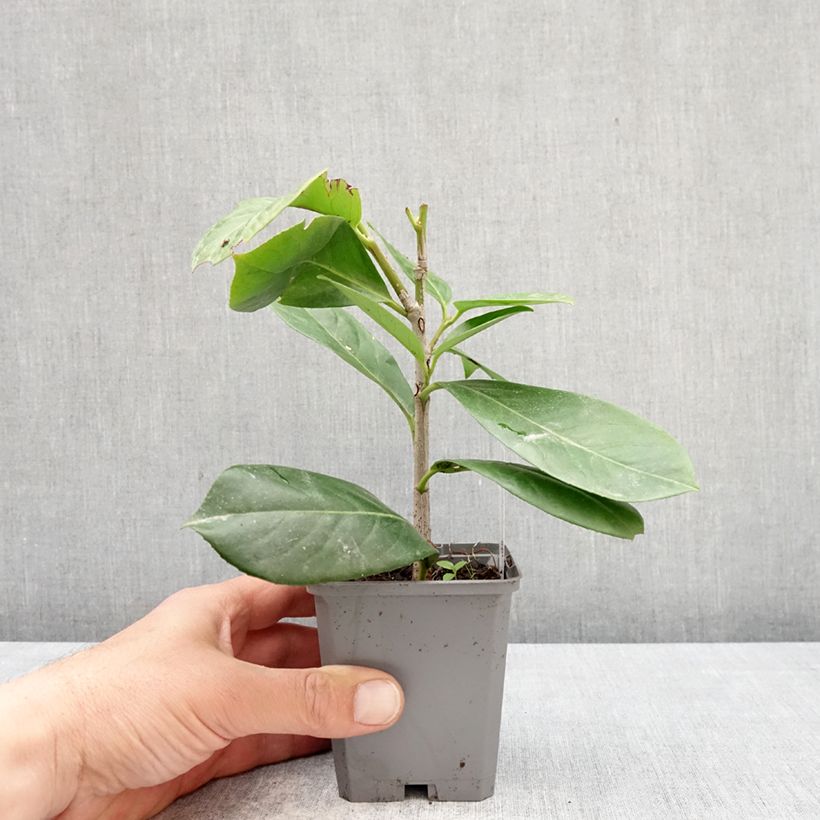 Spécimen de Laurier cerise - Prunus laurocerasus Novita Godet de 8/9 cm tel que livré au printemps