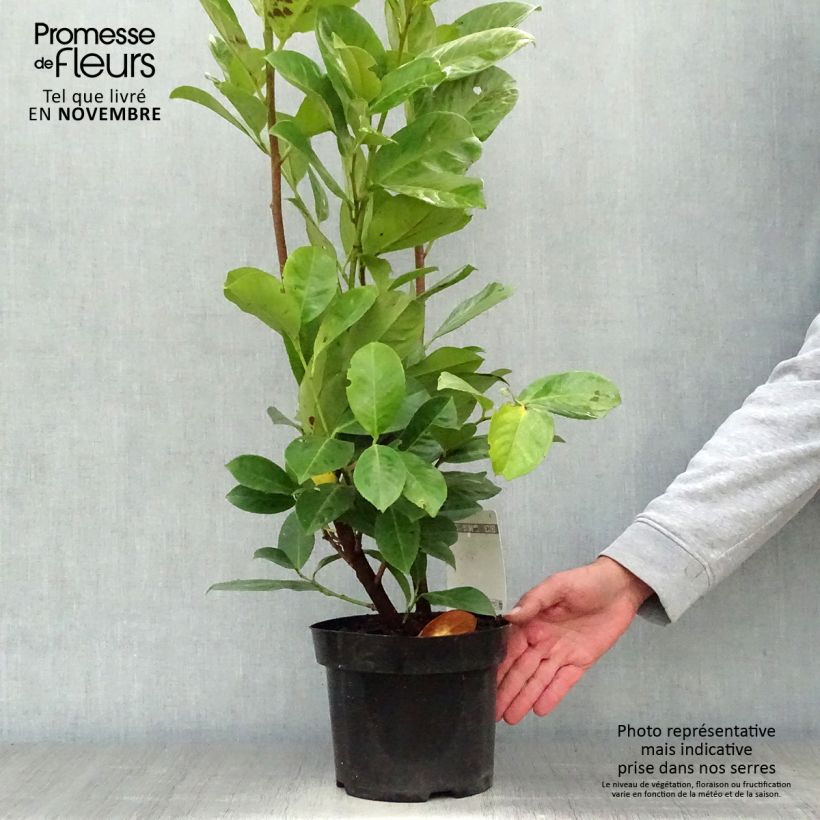 Spécimen de Laurier cerise - Prunus laurocerasus Rotundifolia Pot de 3L/4L tel que livré en automne