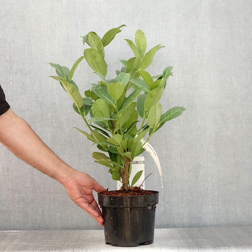 Spécimen de Laurier cerise - Prunus laurocerasus Rotundifolia Pot de 3L/4L tel que livré en été
