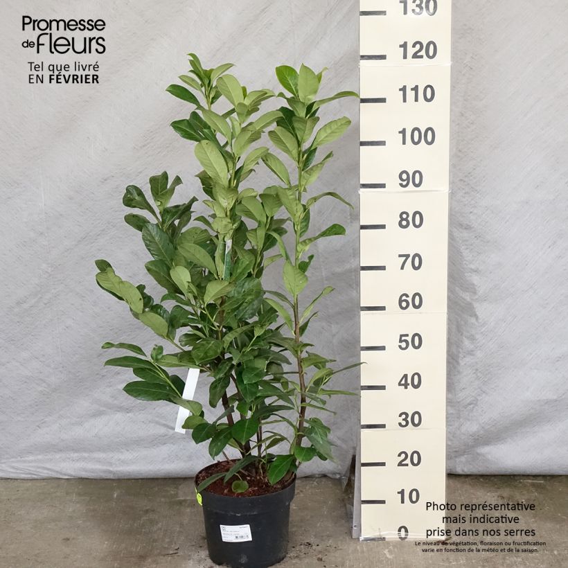 Spécimen de Laurier cerise - Prunus laurocerasus Rotundifolia Pot de 7,5L/10L tel que livré en hiver