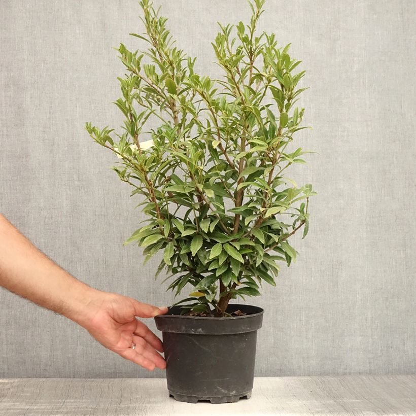 Spécimen de Laurier cerise - Prunus laurocerasus Sofia Pot de 4L/5L tel que livré en été