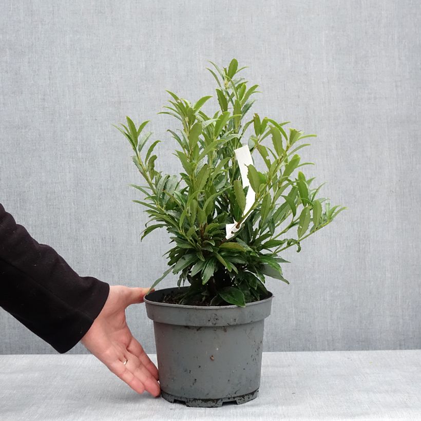 Spécimen de Laurier cerise - Prunus laurocerasus Sofia Pot de 3L/4L tel que livré en hiver