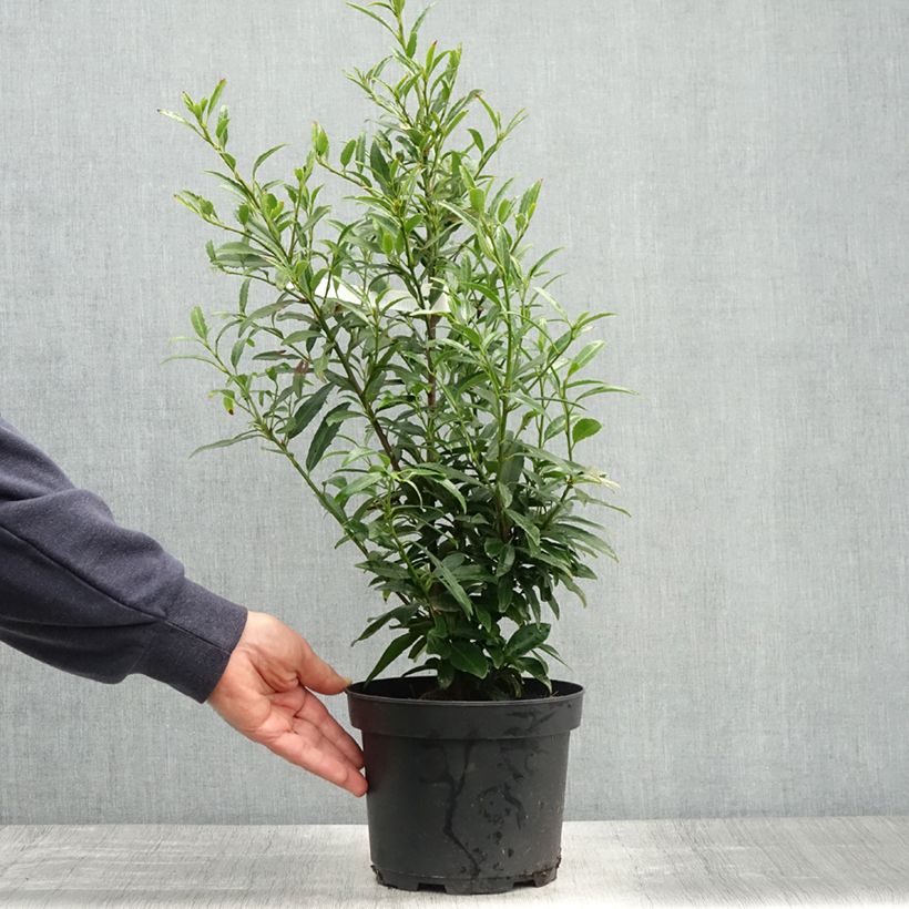 Lauroceraso Sofia Vaso da 3L/4L esemplare consegnato in primavera