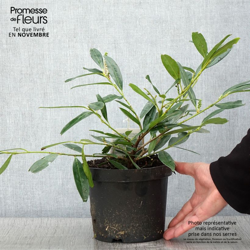 Spécimen de Laurier Cerise Zabeliana - Prunus laurocerasus Pot de 2L/3L tel que livré en automne