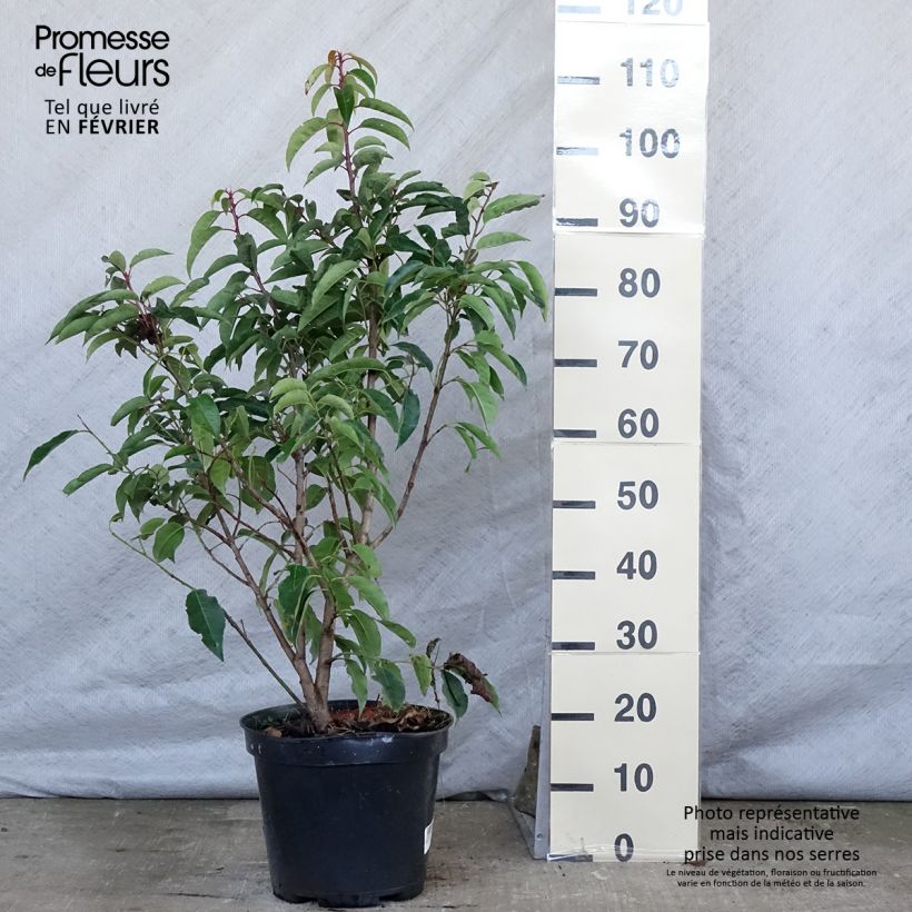Spécimen de Laurier du Portugal - Prunus lusitanica Pot de 7,5L/10L tel que livré en hiver