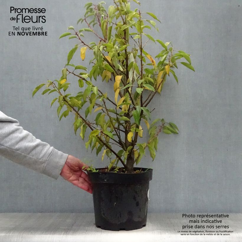Spécimen de Laurier du Portugal, Prunus lusitanica Angustifolia  Pot de 7,5L/10L tel que livré en automne