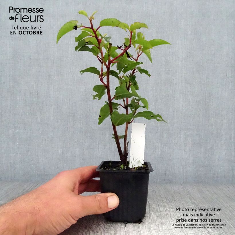 Spécimen de Laurier du Portugal, Prunus lusitanica Angustifolia  Godet de 8/9 cm tel que livré en automne