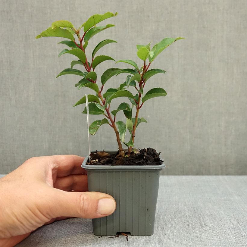 Spécimen de Laurier du Portugal - Prunus lusitanica Brenelia Godet de 8/9 cm tel que livré en automne