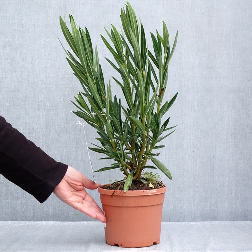 Spécimen de Laurier rose Angiolo Pucci - Nerium oleander Pot de 3L/4L, Buisson tel que livré en automne