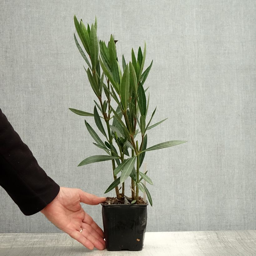 Spécimen de Laurier rose Caro - Nerium oleander Pot de 10 cm/11cm tel que livré en automne