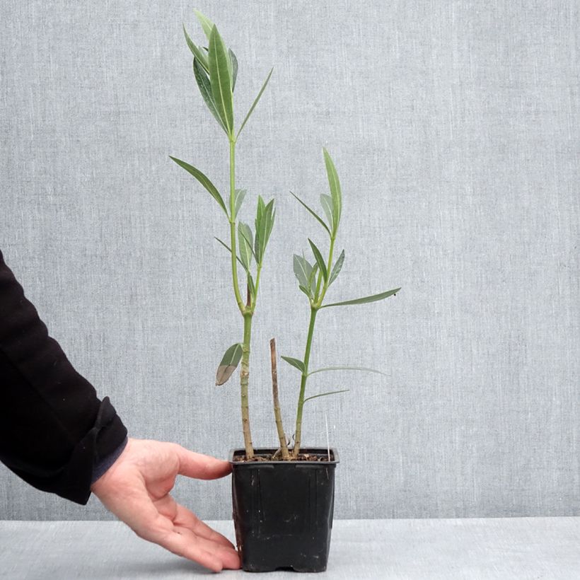 Spécimen de Laurier rose Caro - Nerium oleander Pot de 10 cm/11cm tel que livré au printemps