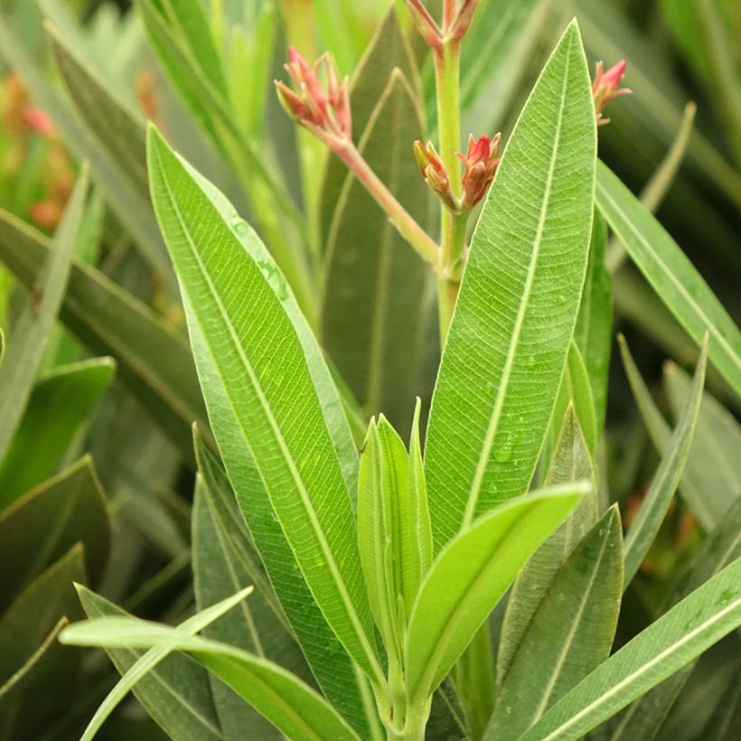 Laurier rose Emilie - Nerium oleander (Feuillage)