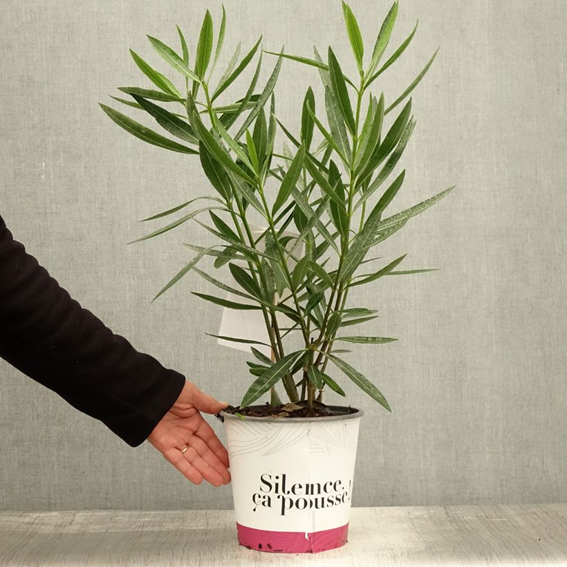 Spécimen de Laurier rose Jannoch - Nerium oleander Pot de 3L/4L, Touffe tel que livré en automne