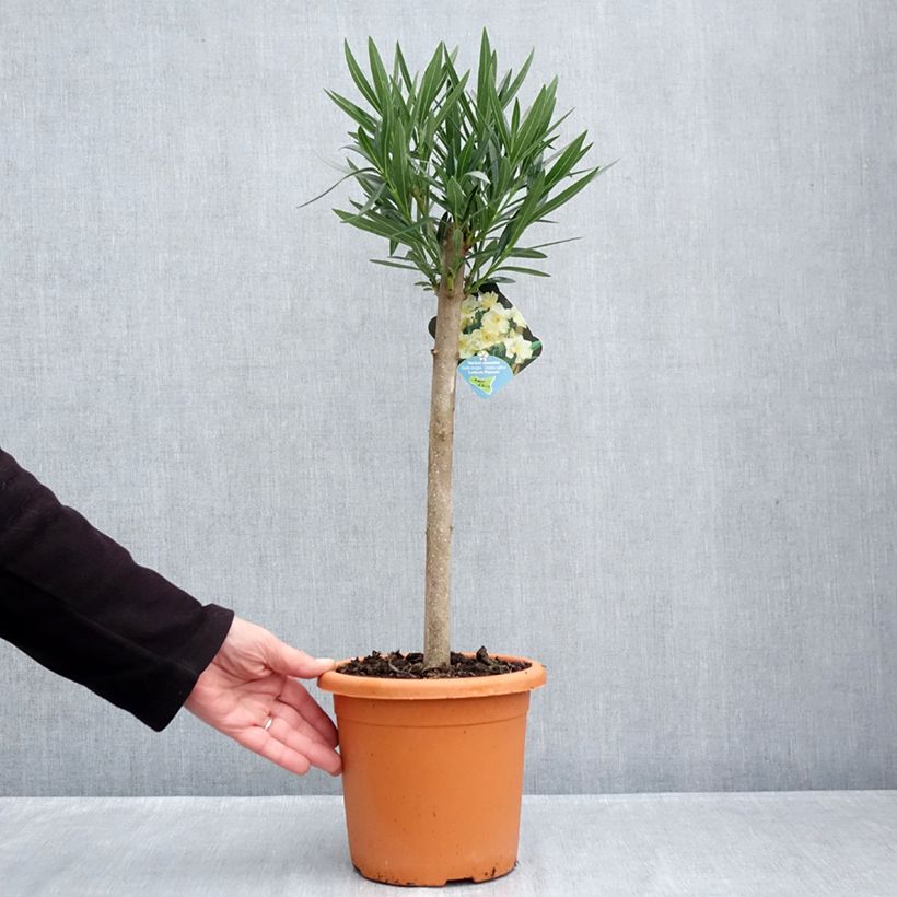 Spécimen de Laurier rose Luteum Plenum - Nerium oleander Pot de 2L/3L, Tigette tel que livré en automne