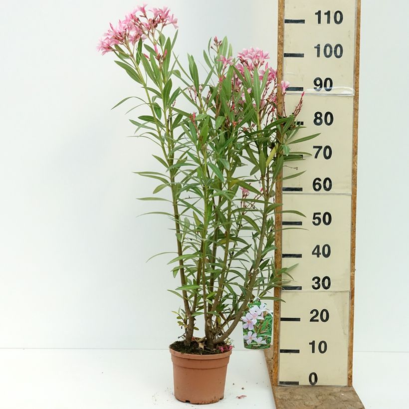 Spécimen de Laurier-rose Magaly – Nerium oleander Pot de 3L/4L tel que livré en été