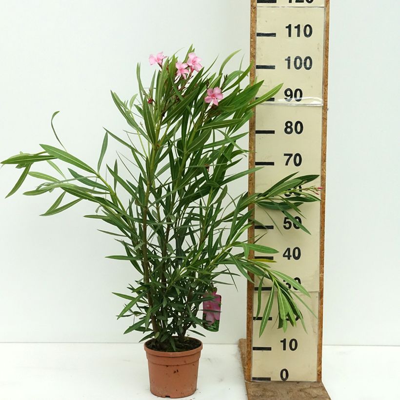 Spécimen de Laurier-rose Margarita – Nerium oleander Pot de 3L/4L tel que livré au printemps