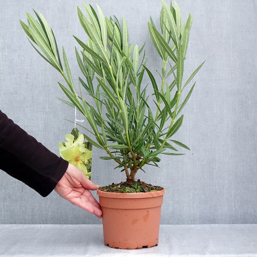 Spécimen de Laurier rose Marie Gambetta - Nerium oleander  Pot de 3L/4L tel que livré en automne