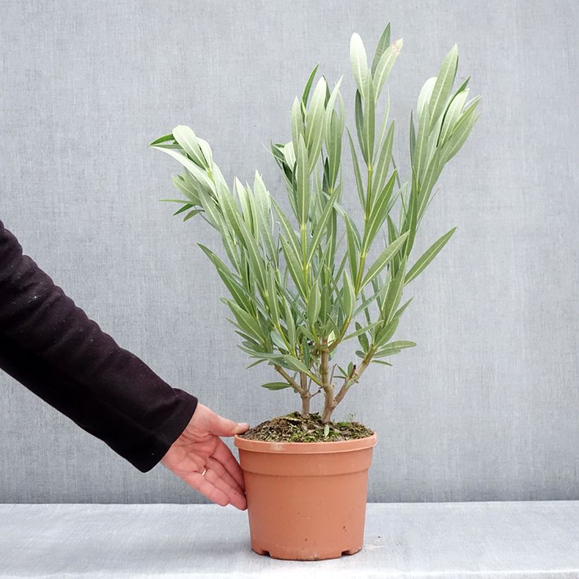 Spécimen de Laurier rose Marie Gambetta - Nerium oleander  Pot de 3L/4L tel que livré en hiver