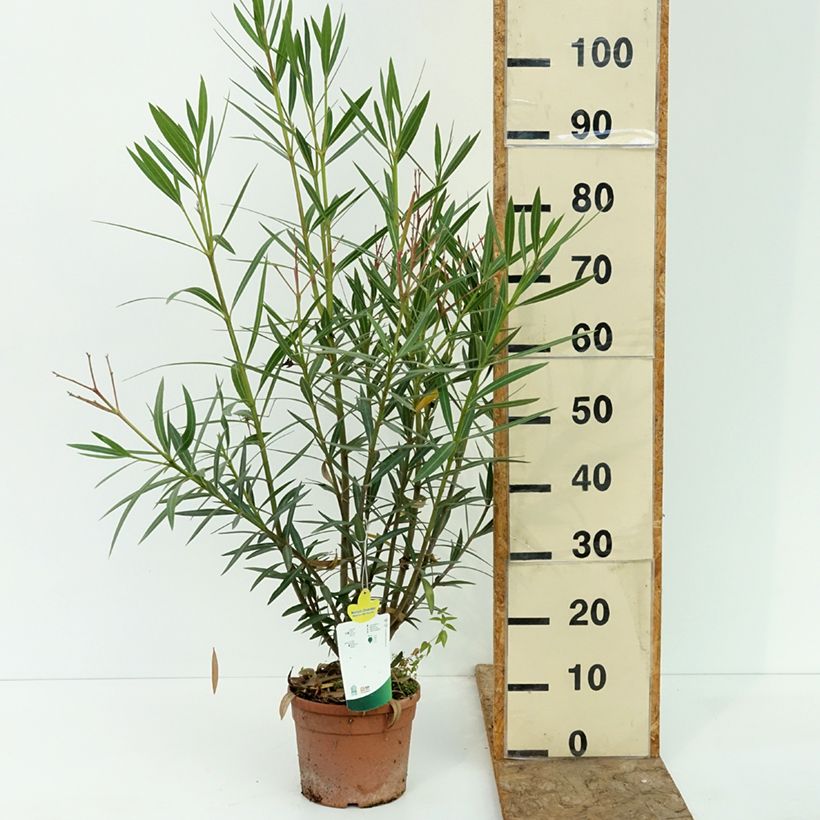 Spécimen de Laurier-rose Maurin des Maures – Nerium oleander Pot de 3L/4L tel que livré en été