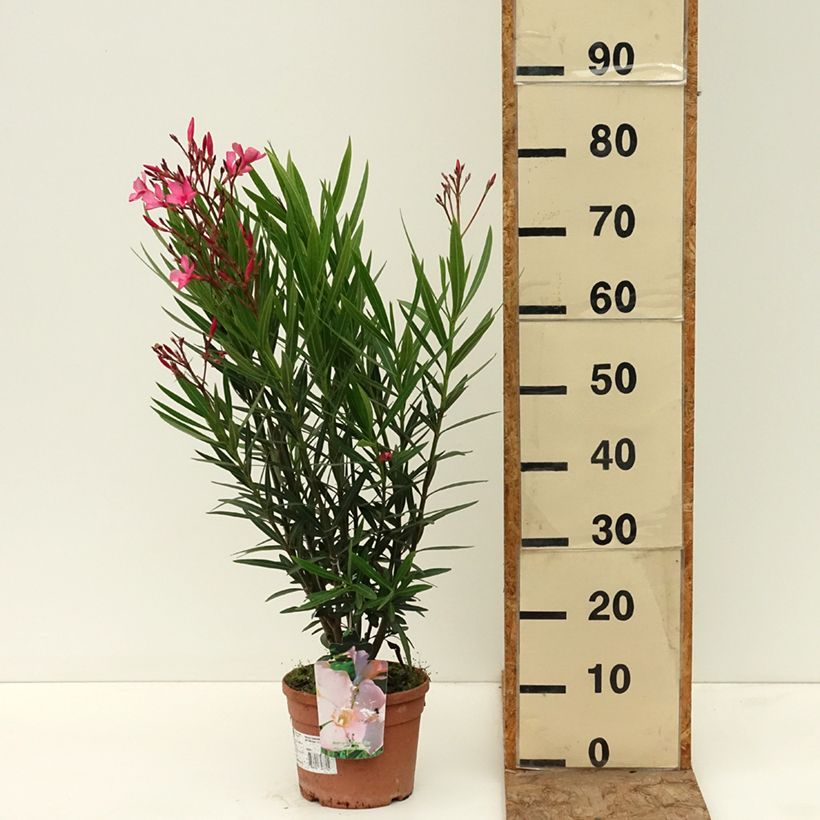 Spécimen de Laurier-rose Maurin des Maures – Nerium oleander Pot de 3L/4L tel que livré au printemps
