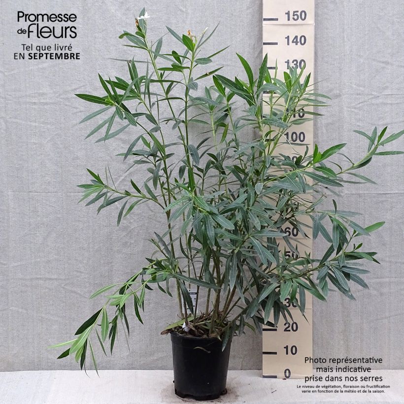 Spécimen de Laurier rose - Nerium oleander Blanc Pot de 6L/7L tel que livré en automne